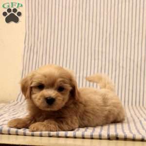 Kastor, Maltipoo Puppy